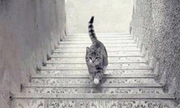 Ψυχολογικό test: Τελικά, αυτή η γάτα ανεβαίνει ή κατεβαίνει τις σκάλες;
