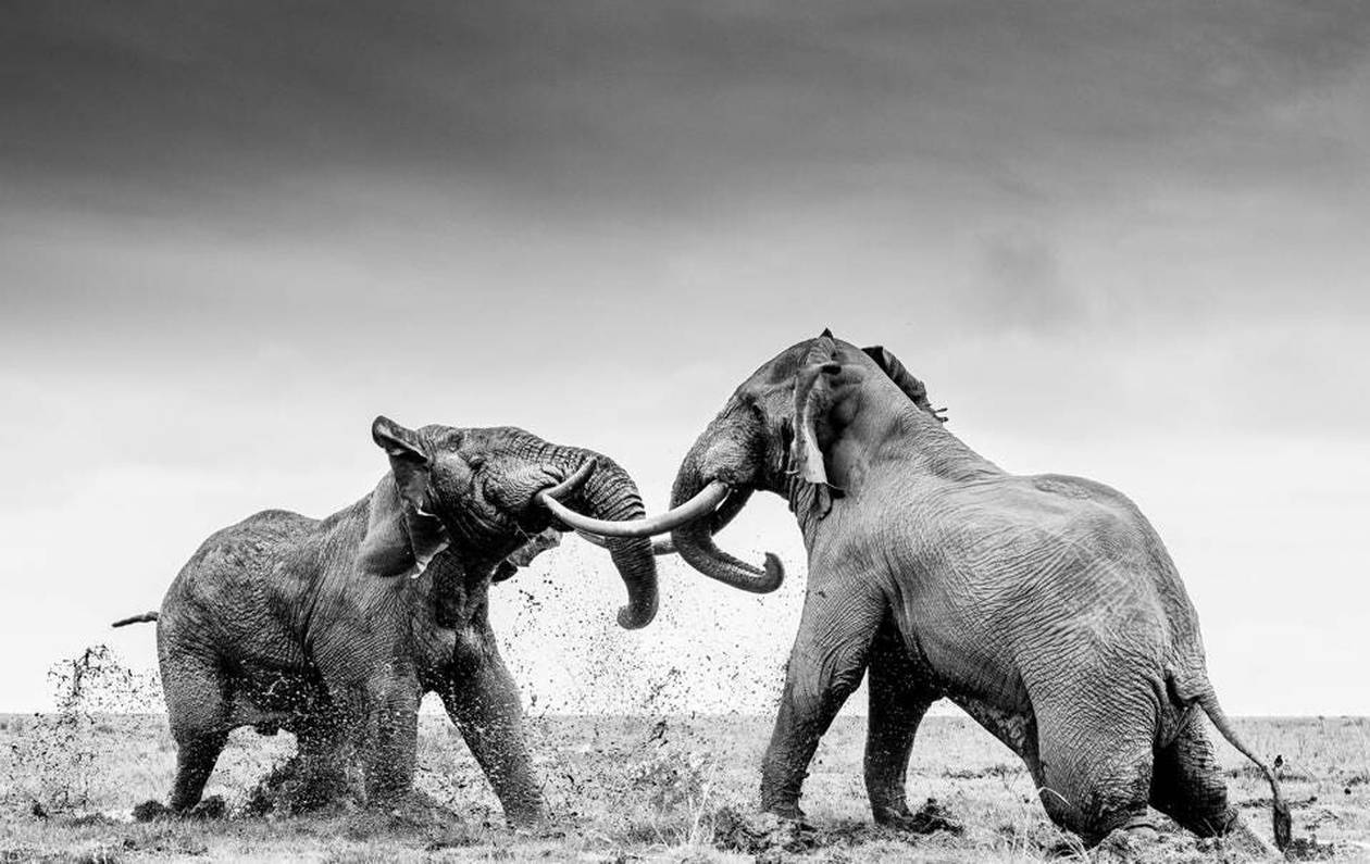 https://cdn.np-media.gr/media/news/2022/03/20/77148/photos/snapshot/elefantes.jpg
