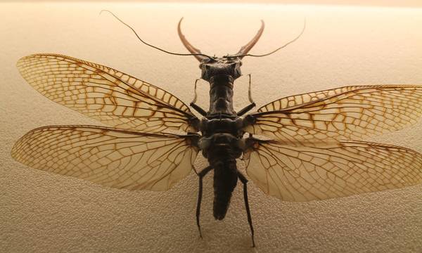 Αυτό είναι το μεγαλύτερο υδρόβιο έντομο στον κόσμο