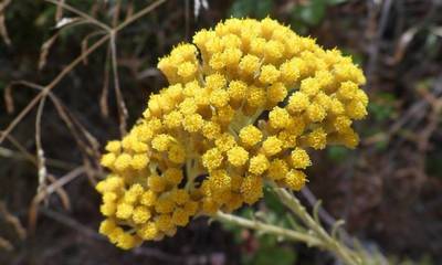 Σεμπρεβίβα: Το κίτρινο λουλούδι των Κυθήρων