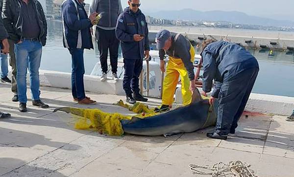 Λουτράκι: Ψάρεψε καρχαρία 4 μέτρων στον Κορινθιακό Κόλπο (photos)