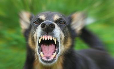 Αδέσποτος σκύλος επιτέθηκε άγρια σε γυναίκα στο Λουτράκι