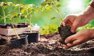Κηπουρική: Κέρδισε χρόνο, χρήμα και προσπάθεια με αυτές τις συμβουλές