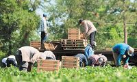 Χαρίτσης: Έλλειψη εργατών γης υπό την απειλή και μιας επισιτιστικής κρίσης