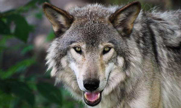 Φωτογραφίες: Λύκος έκανε βόλτες στον Ισθμό της Κορίνθου