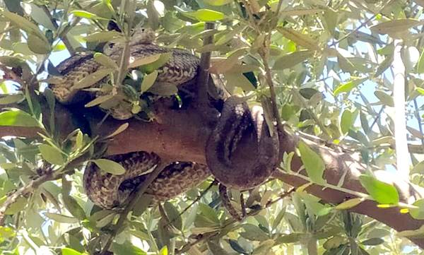 Μεσσηνία: Στην ευλογημένη ελιά ο καταραμένος όφις - Αγρότης βρήκε 2 μεγάλα φίδια να κρέμονται