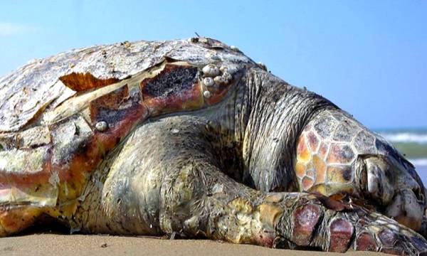 Νεκρές χελώνες στις θάλασσες της Πελοποννήσου