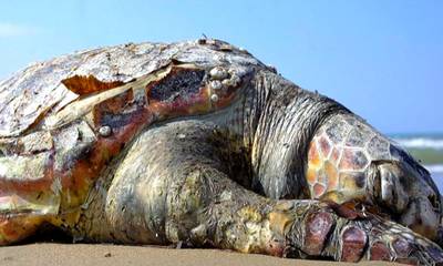 Νεκρές χελώνες στις θάλασσες της Πελοποννήσου