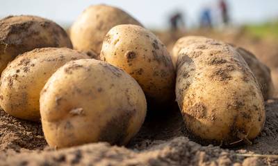 «Κρύα πατάτα» στην Πελοπόννησο με τιμές κάτω του κόστους  - Ζητούν στήριξη από το ΥΠΑΑΤ