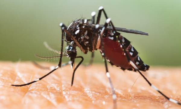 Τι θα συνέβαινε αν εξαφανίζονταν όλα τα κουνούπια στον κόσμο;