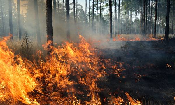 Λακωνία: Αυξημένος ο κίνδυνος πυρκαγιάς - Πτώση κεραυνών σε δασικές εκτάσεις συχνή αιτία
