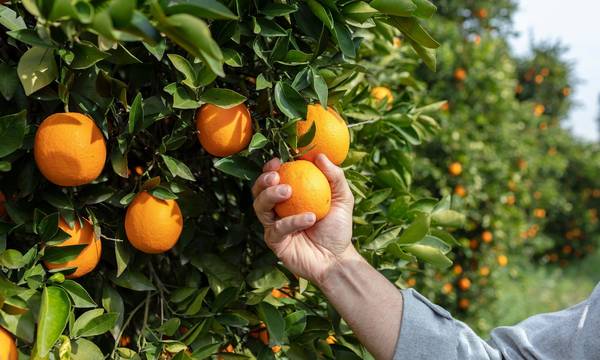 Πορτοκάλι: Μέχρι 70 λεπτά το κιλό τα Lane Late στη Λακωνία