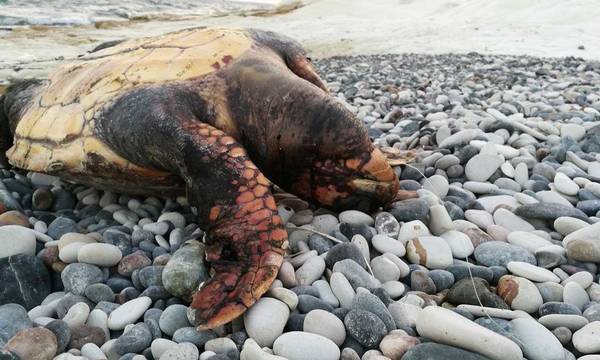 Νεκρή θαλάσσια χελώνα στον Κότρωνα Μάνης