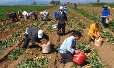 Μεσσηνία: Δανείζονται εργάτες για να σώσουν τα χωράφια τους