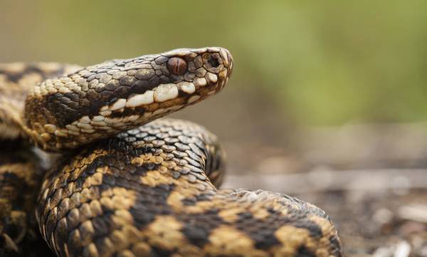 Ποια είναι τα επικίνδυνα φίδια στην Ελλάδα - Τι να κάνετε αν σας δαγκώσουν