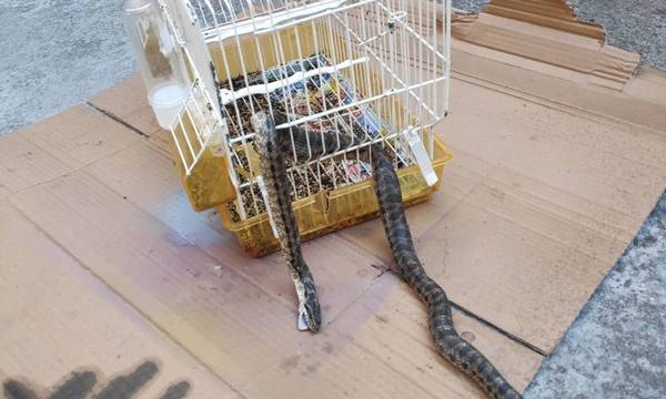 Λάρισα: Φίδι μπήκε σε σπίτι και έφαγε καναρίνι μέσα από κλουβί