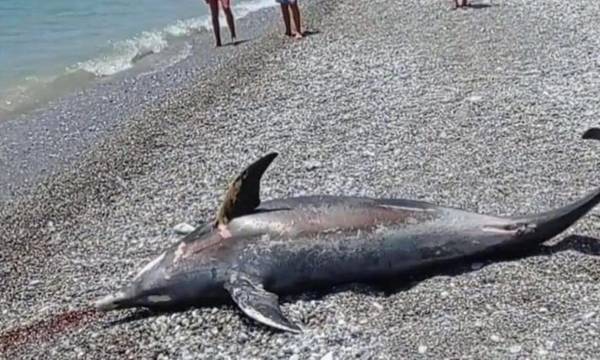 Εντοπίστηκε νεκρό δελφίνι σε παραλία της Καλαμάτας