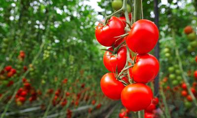 Αρκαδία: Μέχρι 25% υψηλότερες οι τιμές στις βιολογικές από τις συμβατικές ντομάτες