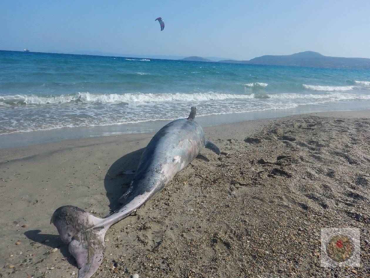 https://cdn.np-media.gr/media/news/2022/06/26/80775/photos/snapshot/nekro-delfini-neapoli-lakonias-2.jpg