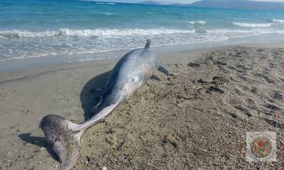 Νεάπολη Λακωνίας: Νεκρό δελφίνι ξεβράστηκε στην παραλία «Μάγγανος» (photos)