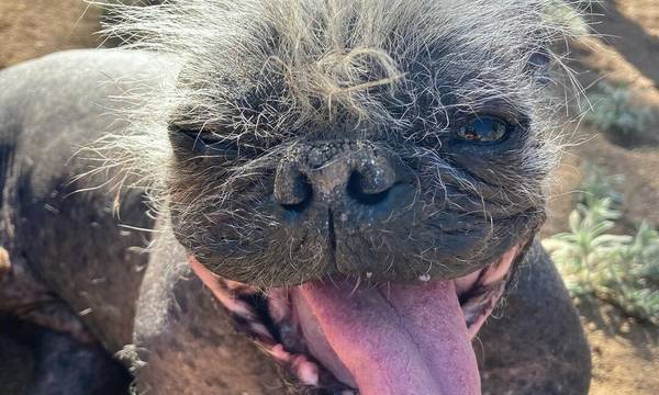 Mr Happy Face: Αυτός είναι ο πιο άσχημος σκύλος του κόσμου για το 2022