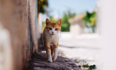 Έρευνα: «Πού πάνε οι γάτες όταν φεύγουν;»