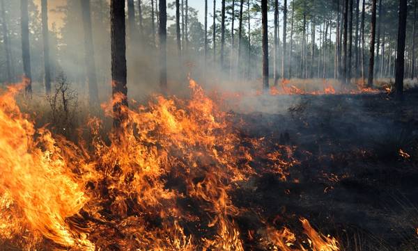 Λακωνία – Έκτακτο: Πολύ υψηλός κίνδυνος πυρκαγιάς για σήμερα Δευτέρα 4 Ιουλίου!