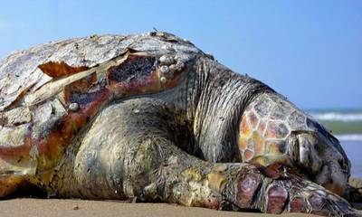 Tι συμβαίνει με τον αφανισμό της θαλάσσιας χελώνας στις θάλασσες της Ελλάδας;