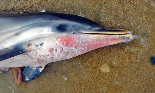 Νεκρό δελφίνι εντοπίστηκε σε παραλία της Κάτω Διμηνιού Κορινθίας