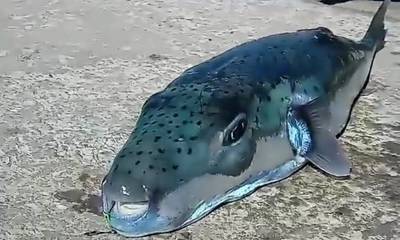 Λαγοκέφαλος «τέρας» ψαρεύτηκε στο λιμάνι της Καλύμνου (video)