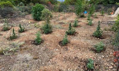 Η ΕΛ.ΑΣ. εντόπισε φυτεία δενδρυλλίων κάνναβης στο Βέλο Κορινθίας