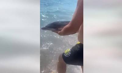 Αχαΐα: Νεογέννητο δελφίνι σε παραλία του Αιγίου (video)