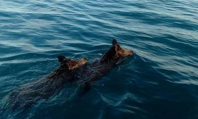 Χαλκίδα: Aγριογούρουνα κολυμπούσαν δίπλα σε κολυμβητές