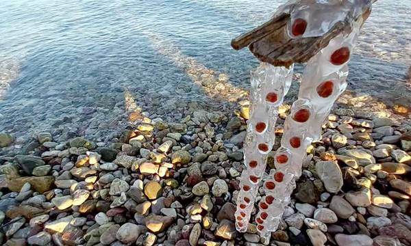 Αίνιγμα στην Πάτρα: Μυστήριο πλάσμα ξέβρασε η θάλασσα στον Καστελόκαμπο (photos)