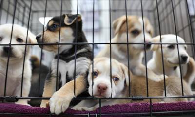 Πελοπόννησος: Ζευγάρωναν συνέχεια τους σκύλους τους για να πουλάνε τα κουτάβια