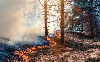 Καπνός από τις δασικές πυρκαγιές - Ποιες επιπτώσεις έχει για την υγεία