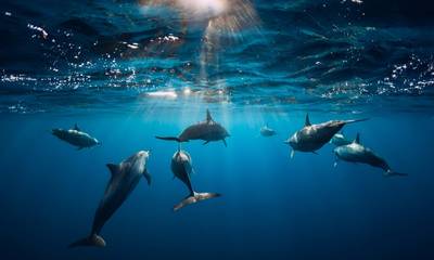 Υπερθέαμα: Το μεγαλύτερο κοπάδι δελφινιών που έχει καταγραφεί στην Ελλάδα