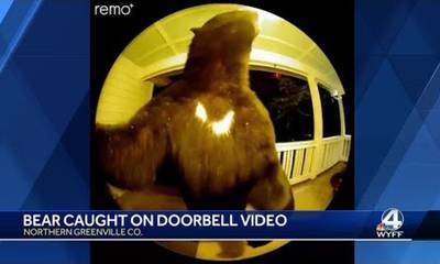 ΗΠΑ: Αρκούδα πήγε σε σπίτι και χτύπησε το κουδούνι τα ξημερώματα (video)
