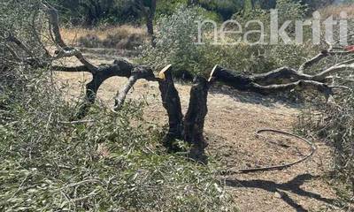 Κρήτη: Πήγαν στο χωράφι και βρήκαν όλες τις ελιές τους κομμένες από την ρίζα (photos)
