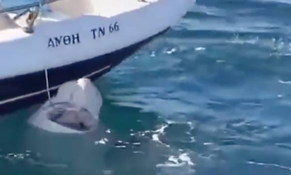 Απίστευτο συμβάν στο Ναύπλιο: Ψαράδες έπιασαν κατά λάθος καρχαρία και τον απελευθέρωσαν (video)