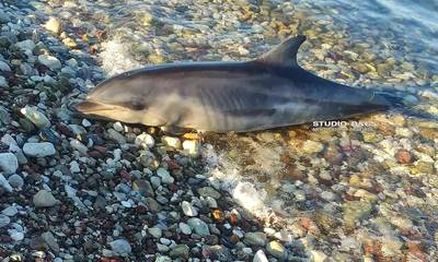 Ναύπλιο: Νεκρό δελφίνι ξεβράστηκε στην παραλία των Ιρίων