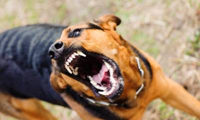 Τρόμος για ηλικιωμένο ζευγάρι στην Ηλεία: Τους επιτέθηκαν αδέσποτα σκυλιά