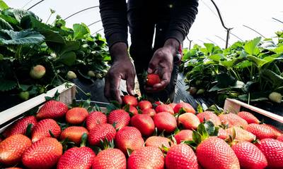 Νέα Μανωλάδα: Δίκη 36 φραουλοπαραγωγών για εκμετάλλευση 355 εργατών γης