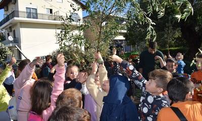 Πάτρα: Μαθητές του 29ου Δημοτικού Σχολείου μάζεψαν ελιές στην πλατεία Κοσιώνη