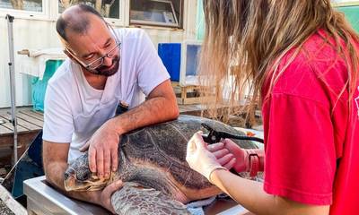 Λακωνία: Μια χελώνα που την έλεγαν … «Ζώη», από τη Μονεμβάσια! (video)