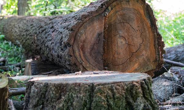 Λακωνία: Τραγωδία με 68χρονο που καταπλακώθηκε από δέντρο, στο Γεωργίτσι!