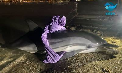Θεσσαλονίκη: Δυστυχώς κατέληξε το τραυματισμένο δελφίνι που η θάλασσα έβγαλε στη στεριά
