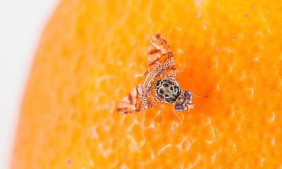 Η μύγα της Μεσογείου επιτίθεται σε πορτοκάλια και μανταρίνια!