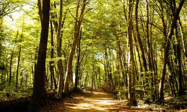 Υπουργείο Περιβάλλοντος: Όσα πρέπει να γνωρίζετε για τους Δασικούς Χάρτες