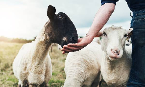 Κτηνοτρόφοι: Παράταση έως 10 Ιανουαρίου στις αιτήσεις ενίσχυσης ζωοτροφών